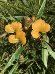 Barleria lupulina