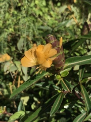 Barleria lupulina