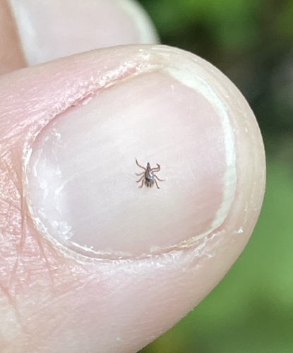 Eastern Black-legged Tick