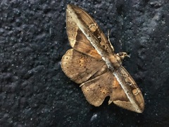 Hemeroblemma opigena