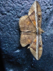 Hemeroblemma opigena