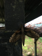 Xylophanes media