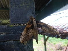 Xylophanes media