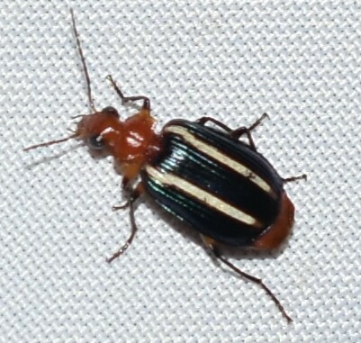 Lebia image