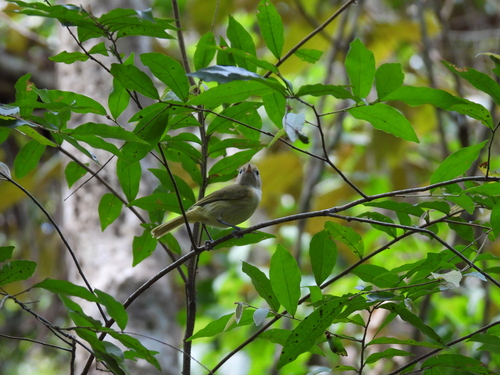 Lesser Greenlet (Pachysylvia decurtata), photo 10