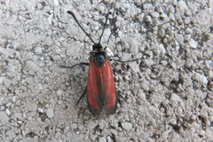 Zygaena erythrus