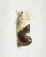 Hypertropha chlaenota