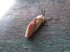 Trosia nigropunctigera