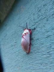 Trosia nigropunctigera