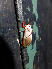 Trosia nigropunctigera