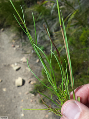 Senecio paniculatus