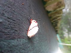 Trosia nigropunctigera