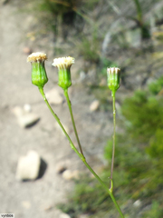 Senecio paniculatus