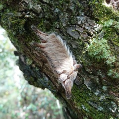 Megalopyginae
