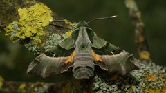 Proserpinus proserpina