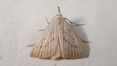 Macrochilo cribrumalis