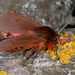 Ruby Tiger Moth - Photo (c) Paolo Mazzei, some rights reserved (CC BY-NC), uploaded by Paolo Mazzei