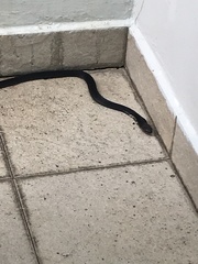 Naja sumatrana