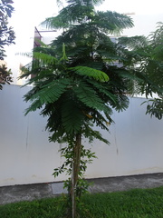 Parkia speciosa
