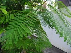 Parkia speciosa
