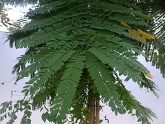 Parkia speciosa