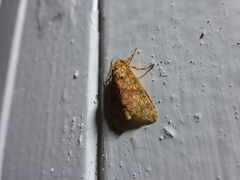 Haemaphlebiella venata