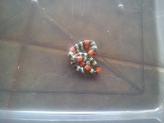 Micrurus lemniscatus