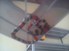 Micrurus lemniscatus