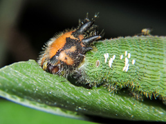 Dynastor darius stygianus