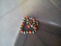 Micrurus lemniscatus