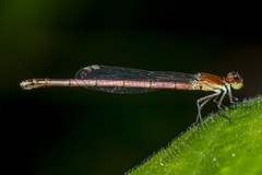 Agriocnemis lacteola