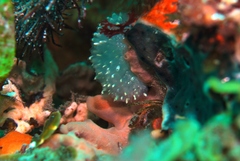 Polycitor giganteus