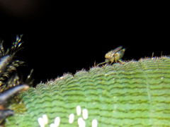 Dynastor darius stygianus