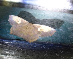Paragonia cruraria