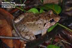 Limnonectes malesianus