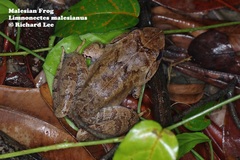 Limnonectes malesianus