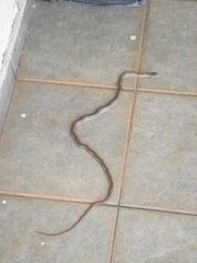 Philodryas nattereri