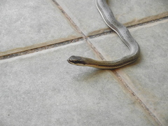 Philodryas nattereri