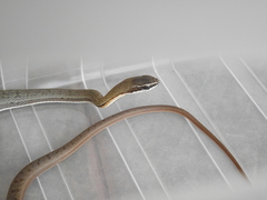 Philodryas nattereri