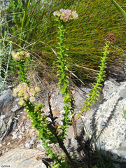 Pseudoselago serrata