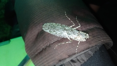 Theopompa ophthalmica