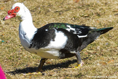 Cairina moschata domestica