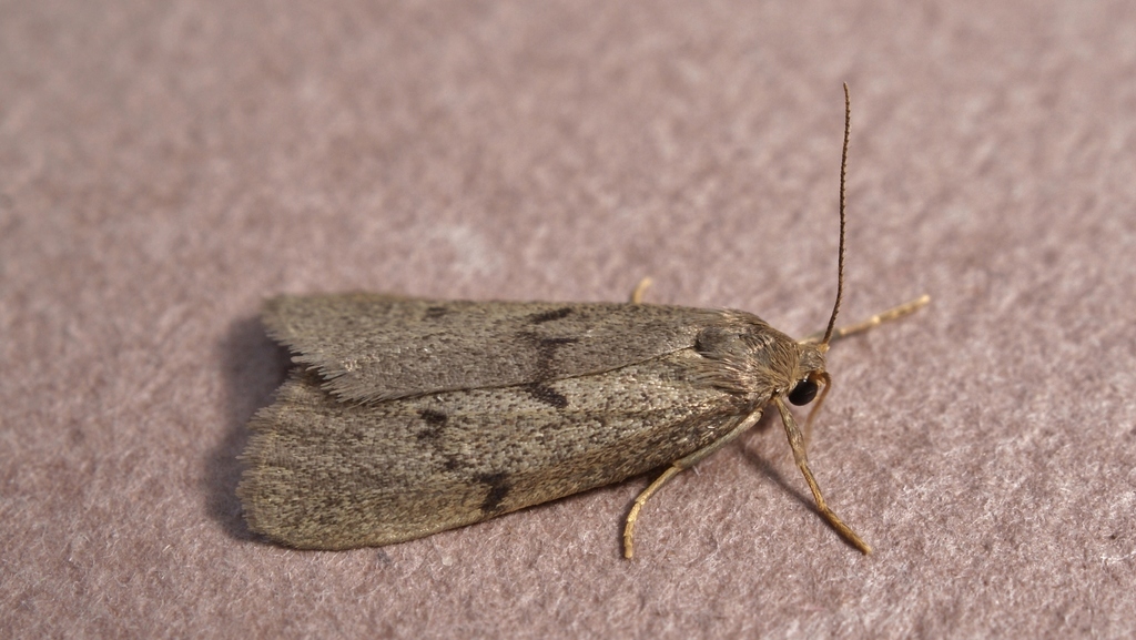Apaidia