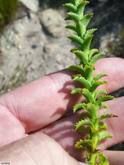 Pseudoselago serrata