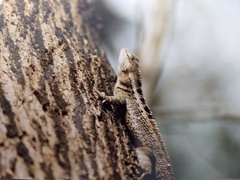 Microlophus occipitalis