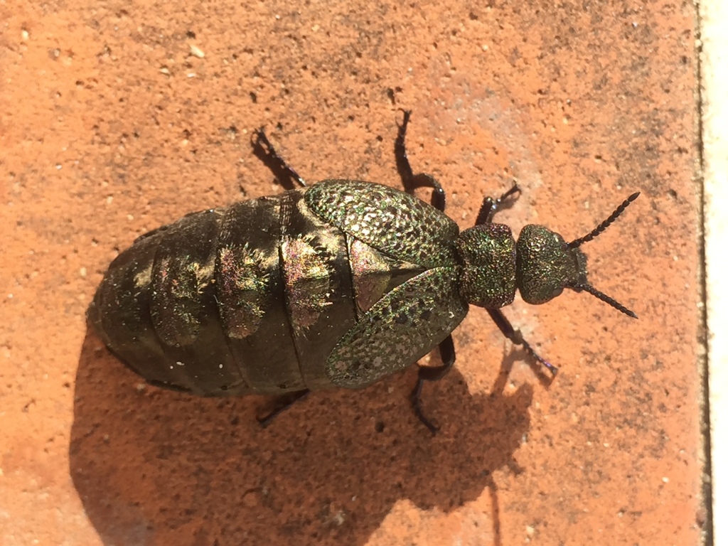 Meloe cavensis