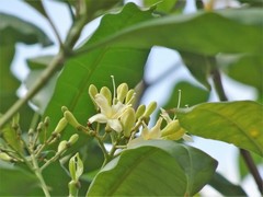 Fagraea fragrans