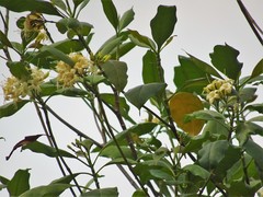 Fagraea fragrans