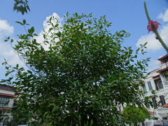Fagraea fragrans