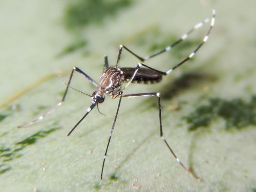 Yellow Fever Mosquito